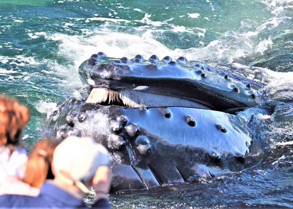City Cruises Boston Whale Watching by High-Speed Boat