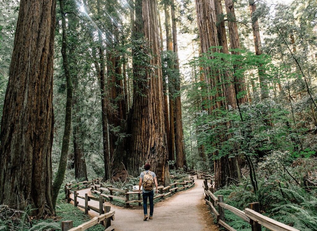 San Francisco and Muir Woods Tour with Alcatraz Upgrade