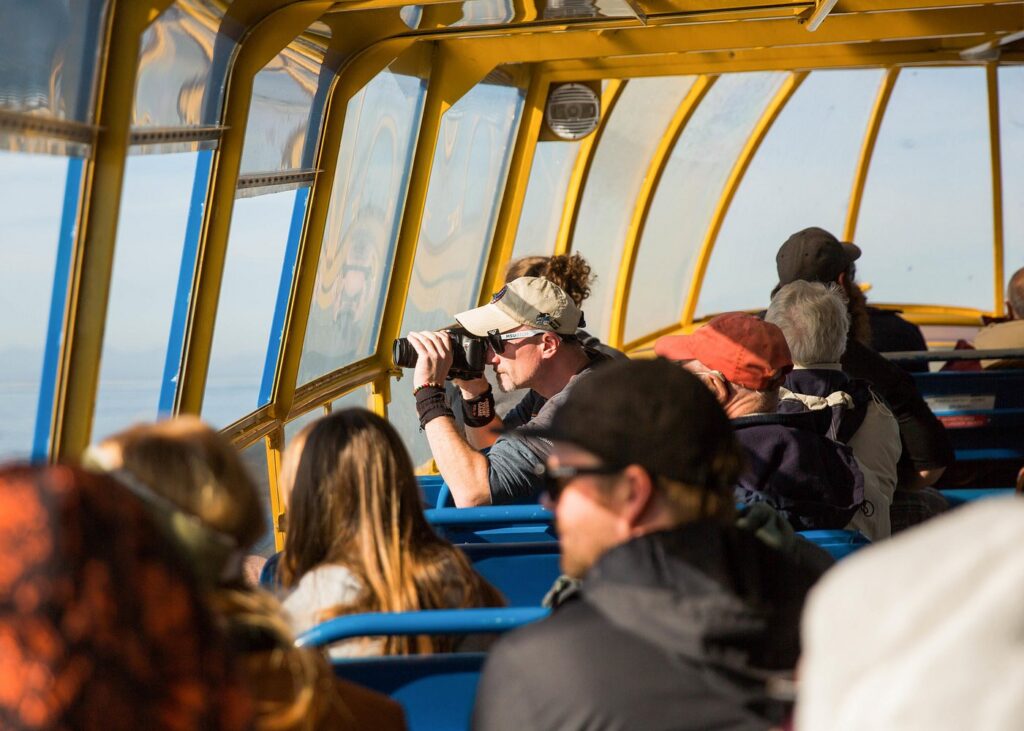 Vancouver: Half-Day Whale-Watching Tour with Optional Shuttle